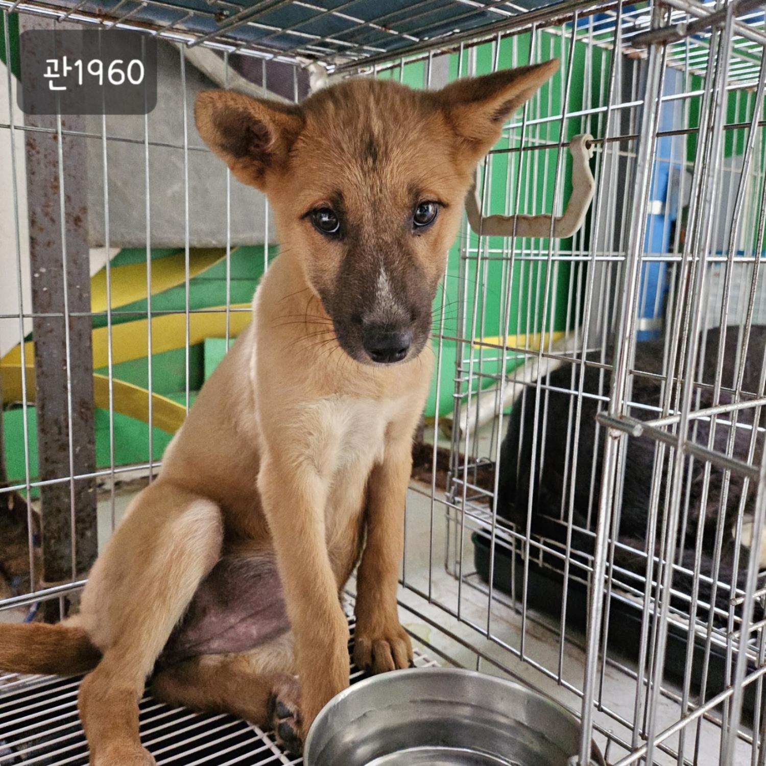 고양시동물보호센터_441394202301960